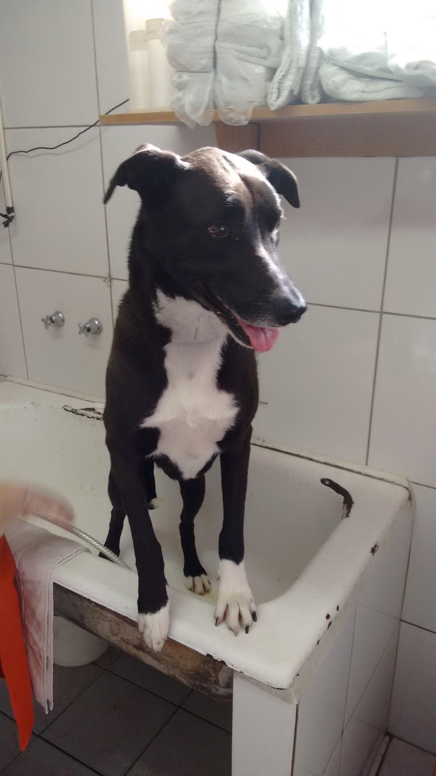 Clínica Veterinári Saúde Animal - Pet Shop em Porto Alegre