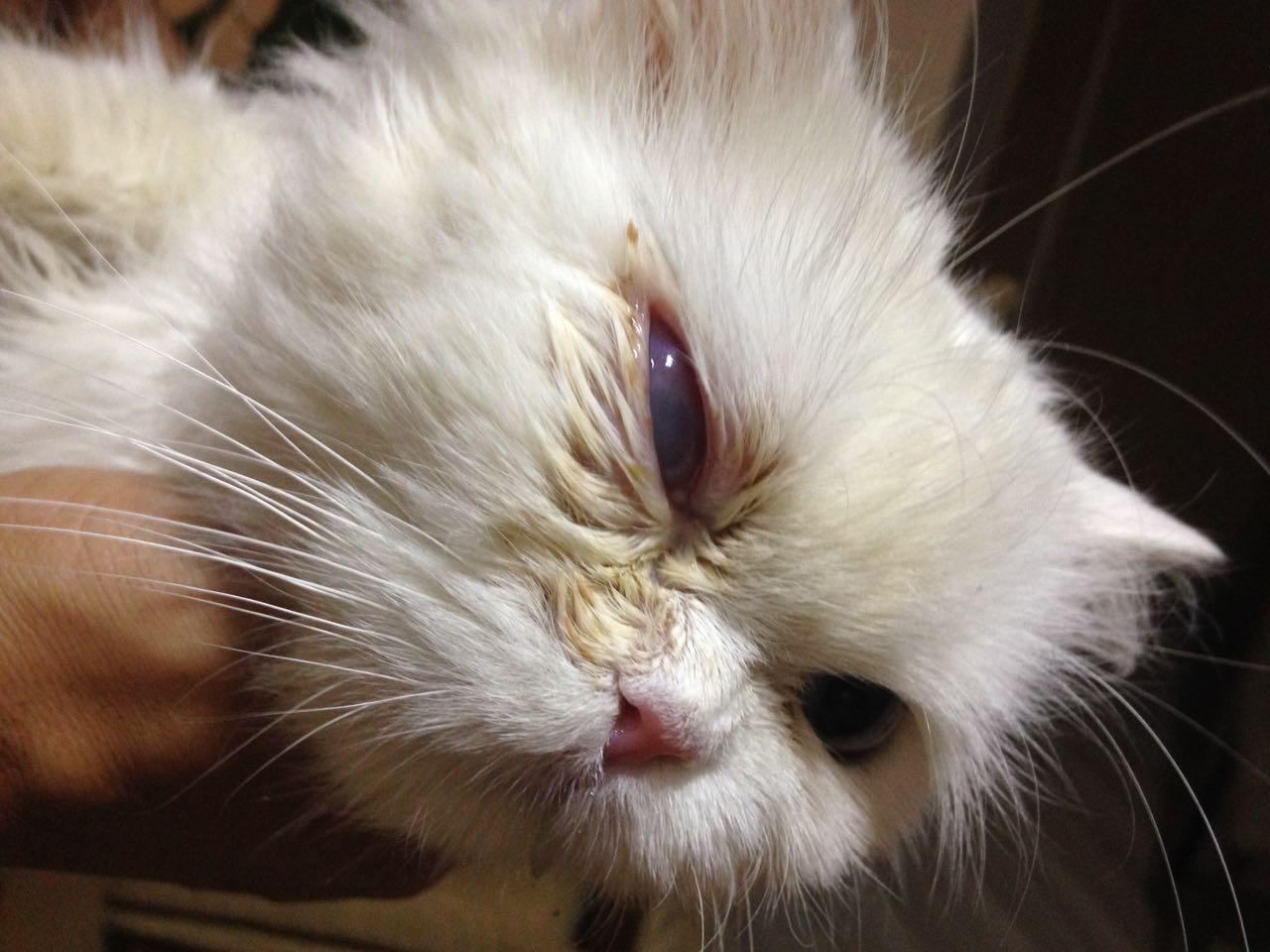 Lorenzoni Veterinary Hospital