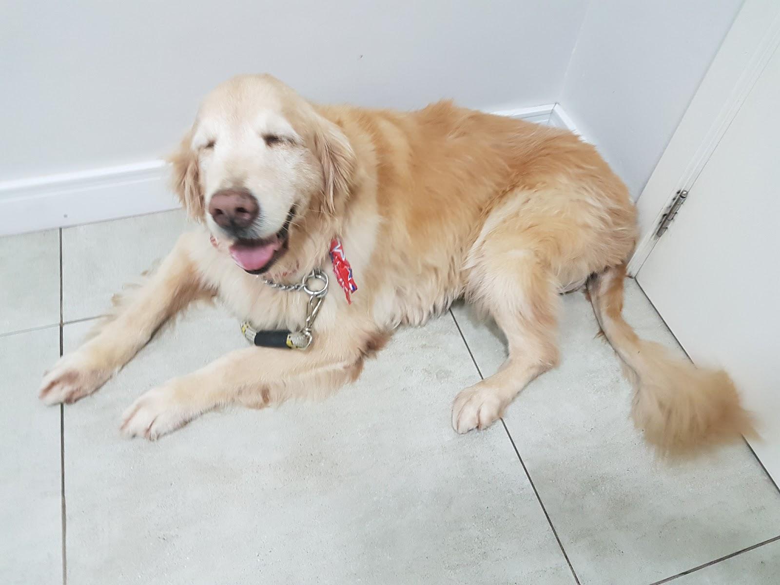 Hospital Veterinário Pet Support