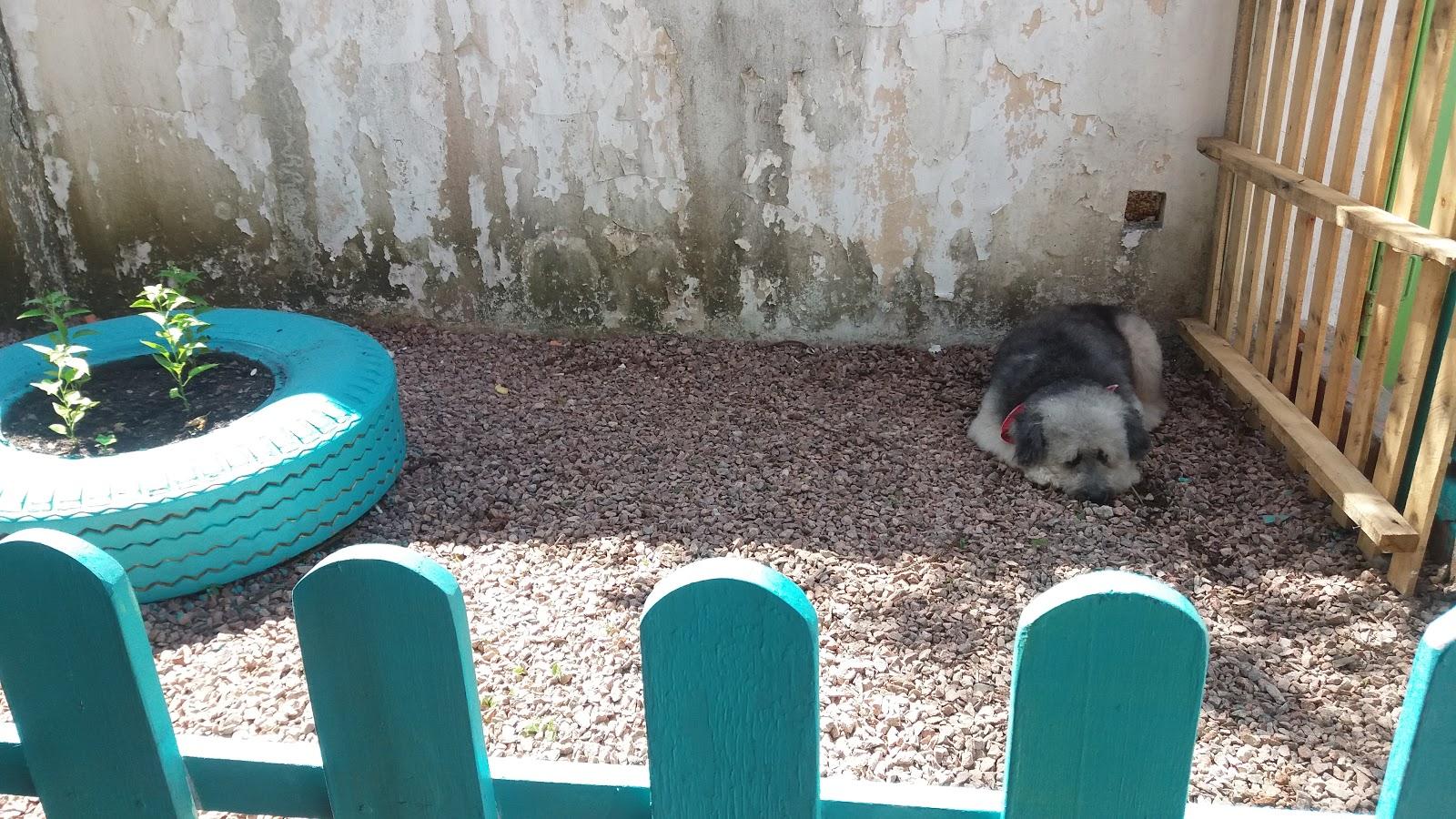 Clínica Veterinária Amigo Bicho