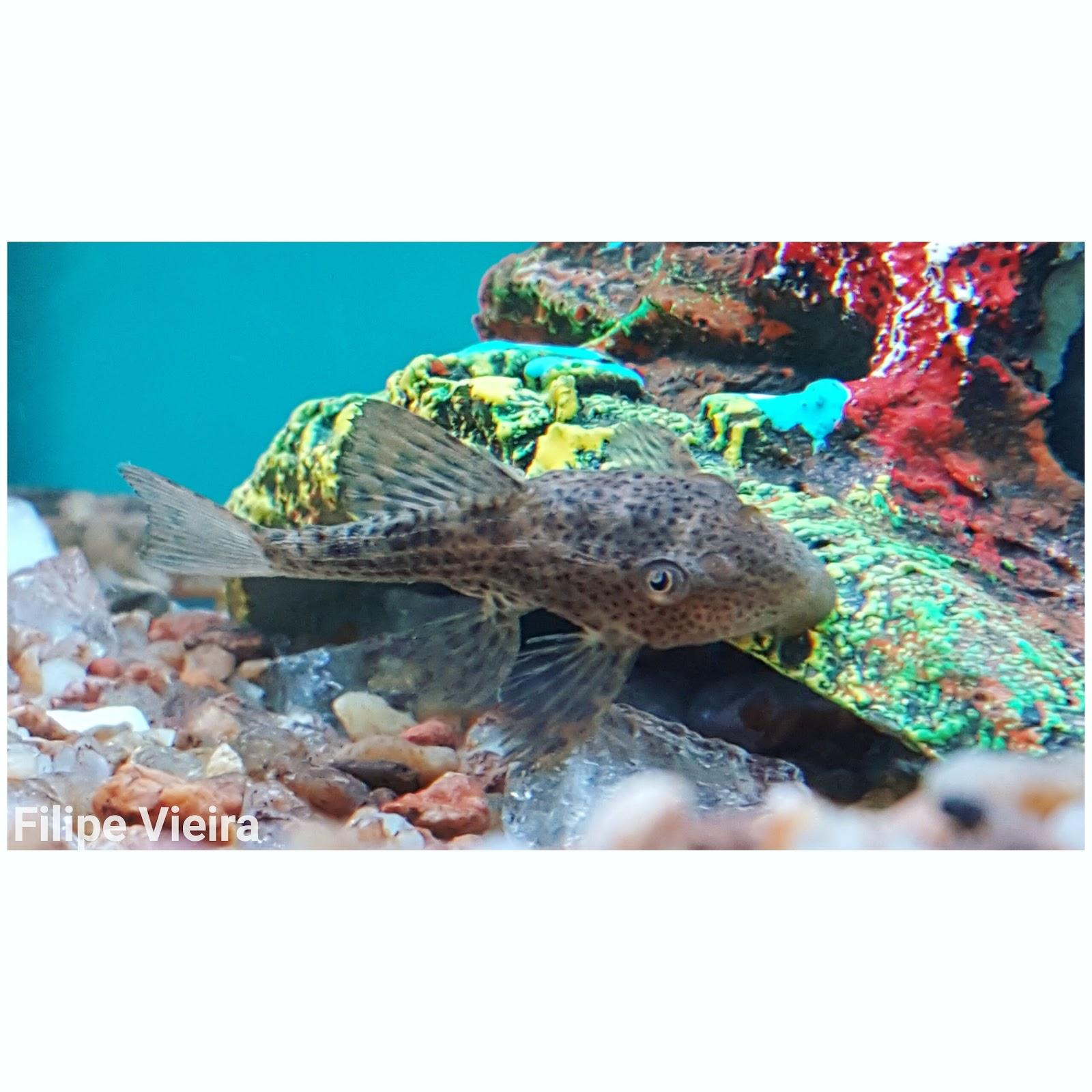 Flor de Liz Aquarios e Pet Shop