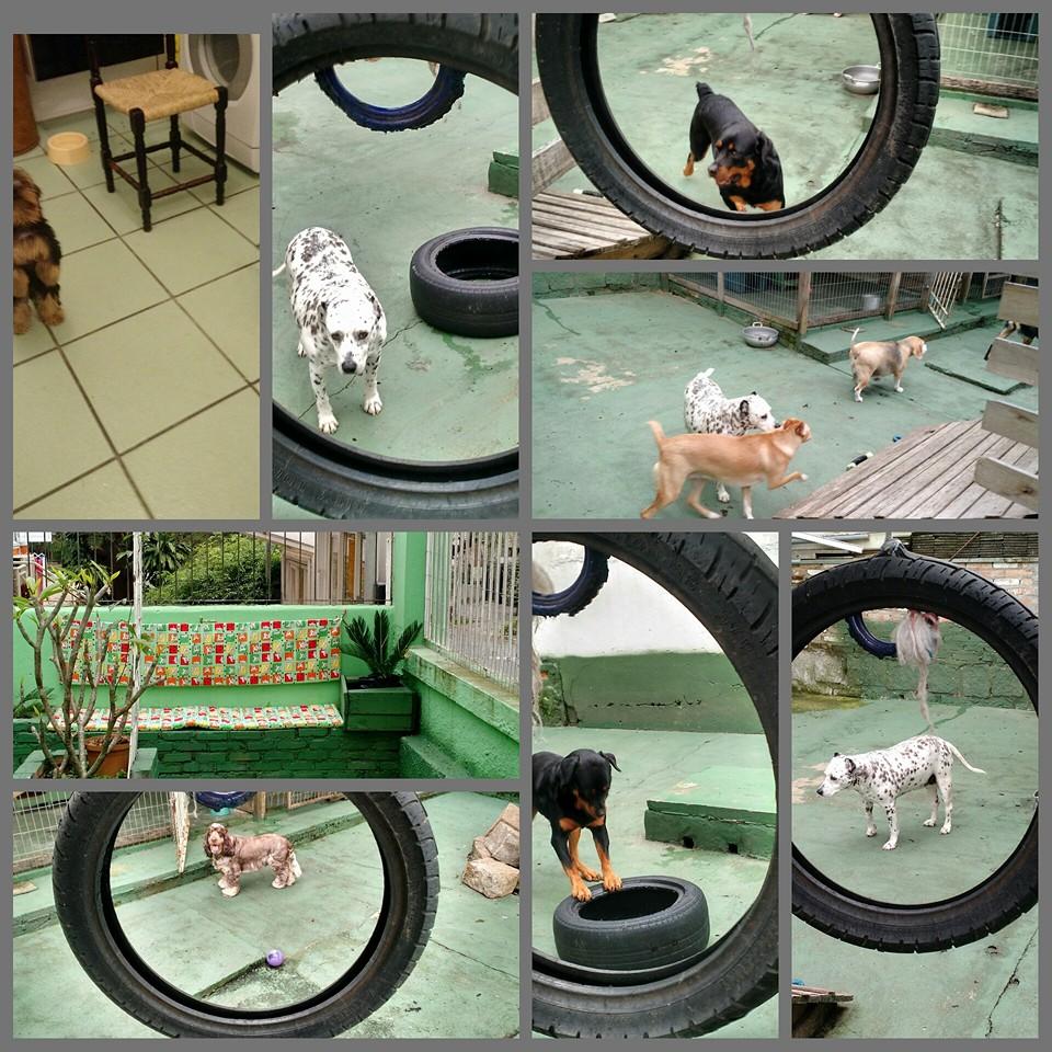 Pet Shop Vida & Saúde - Foto 5