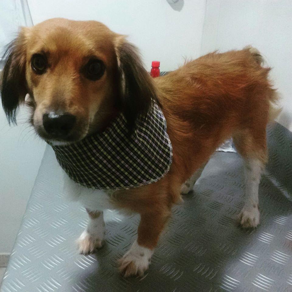 Pet Shop Estilo Animal - Pet Shop em Porto Alegre