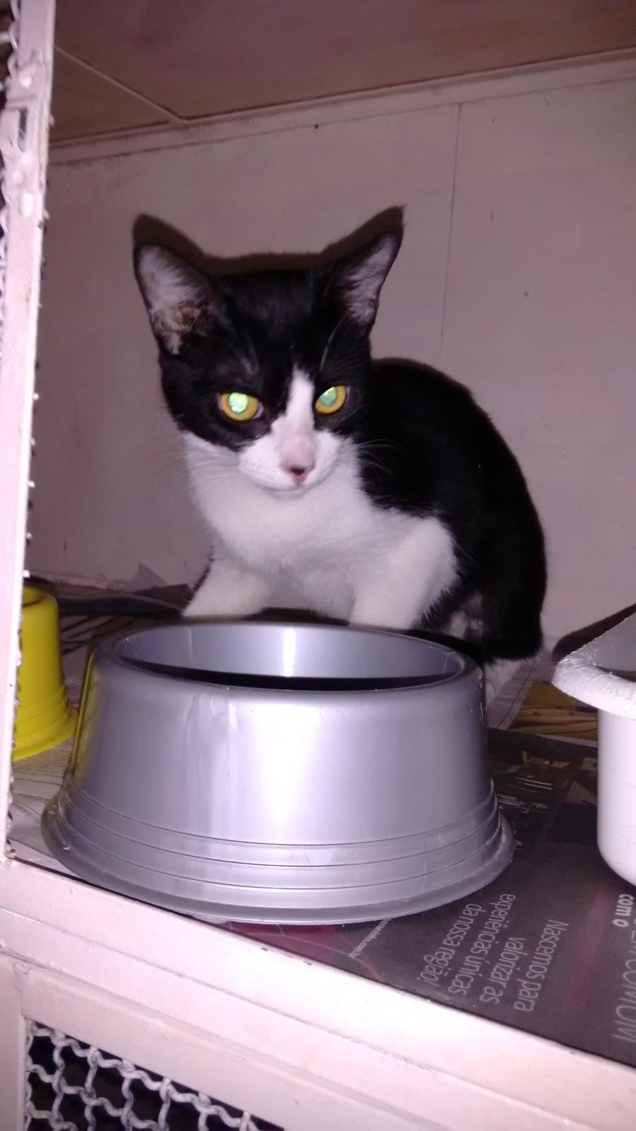 Núcleo Veterinário - Porto Alegre