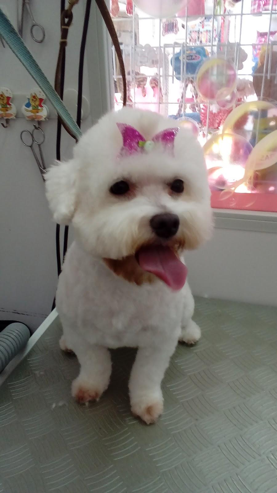 Pet Show - Foto 5