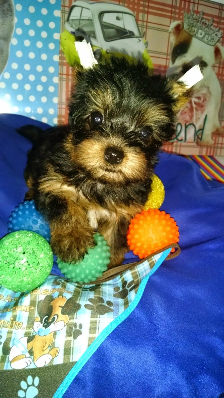 Pet da Mary - Foto 4