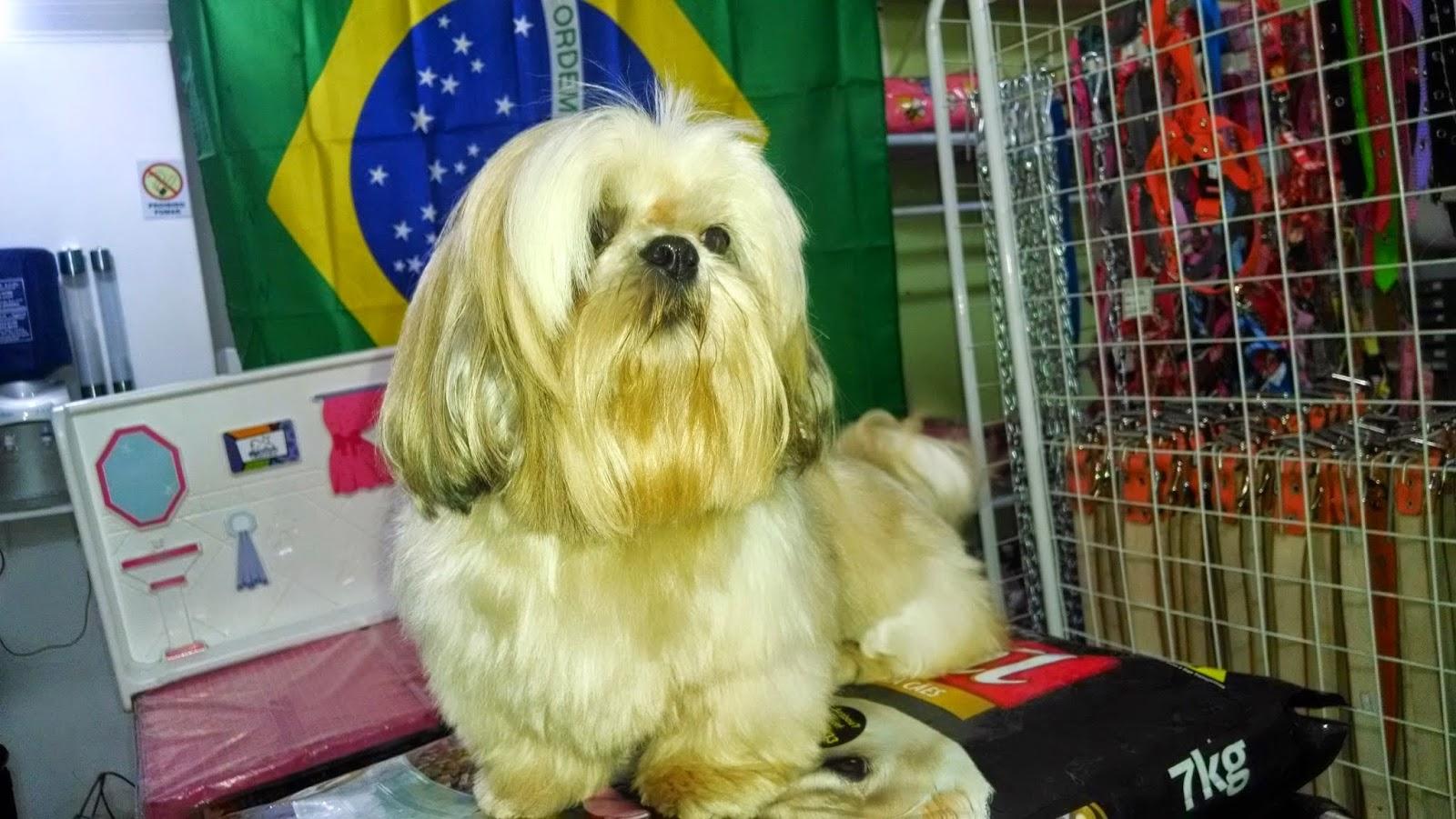 Pet da Mary - Foto 2