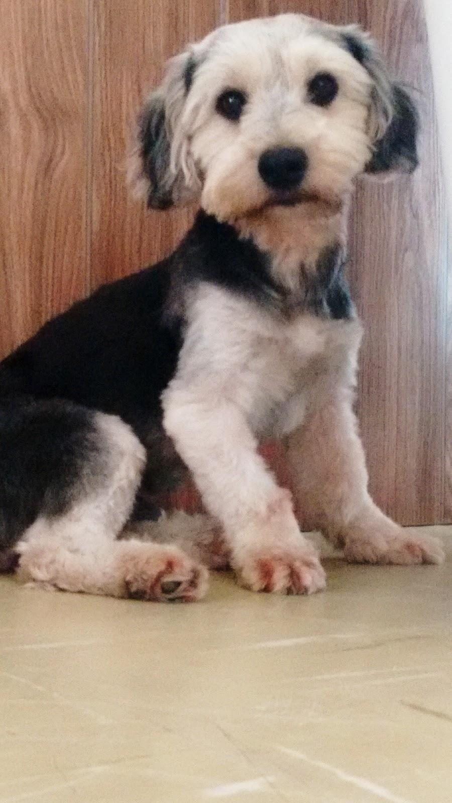 Pet Shop Cantinho do Bicho