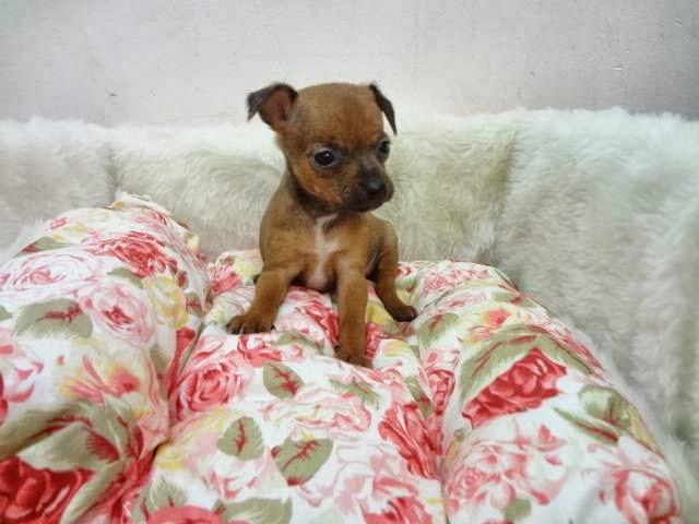 Port Puppy - North Zone