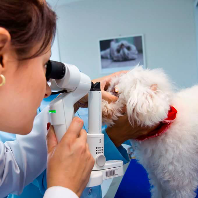 VISÃOVET Oftalmologia Veterinária - Dra Fabiana Quartiero