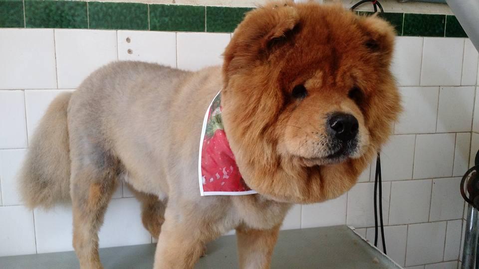 Amigos do Halley Pet Shop