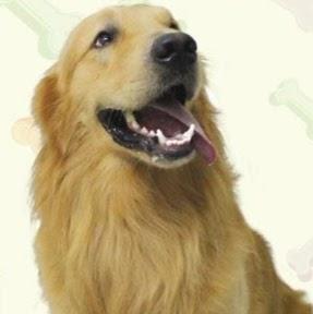 Pet Store - Foto 3