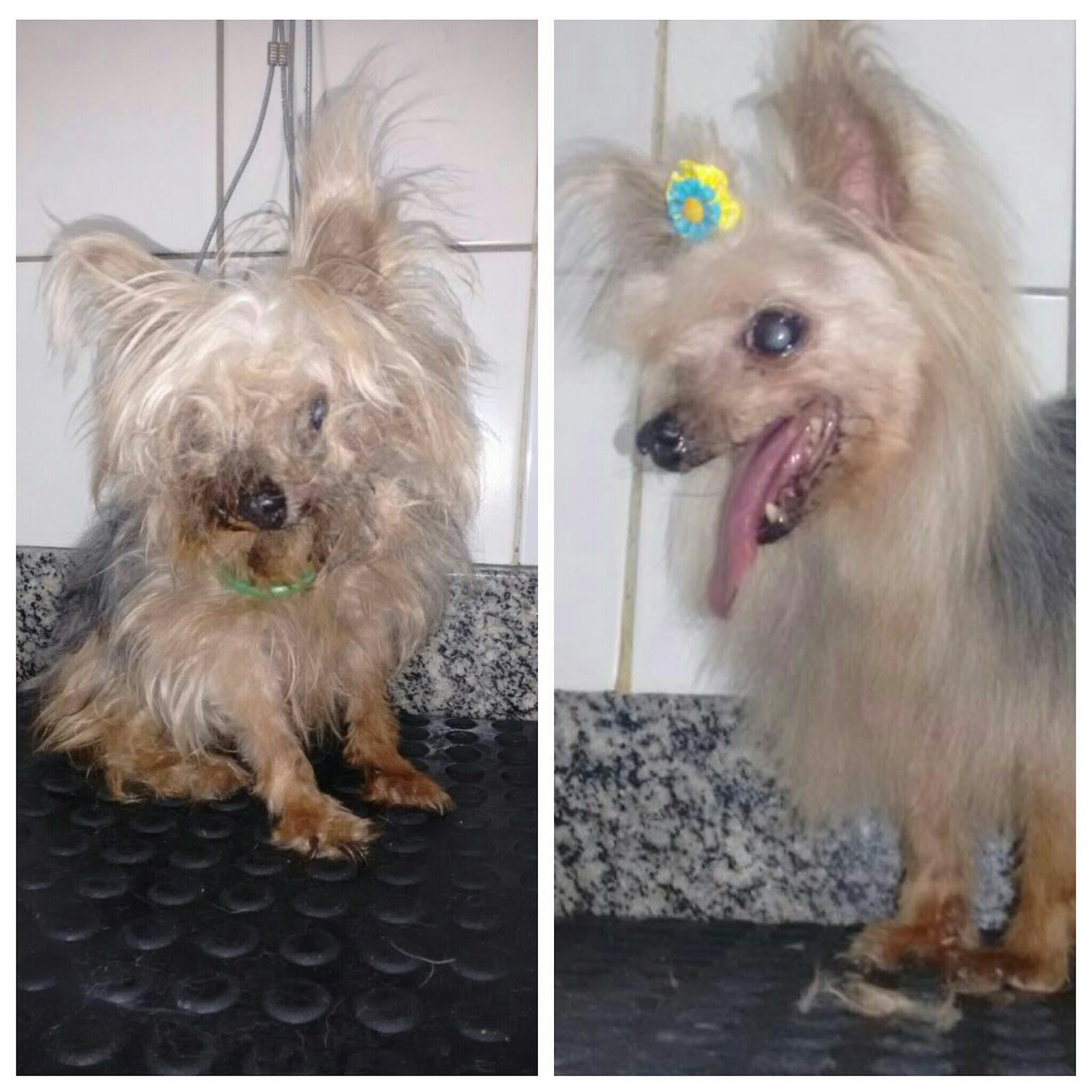 Queen Pet - Foto 3