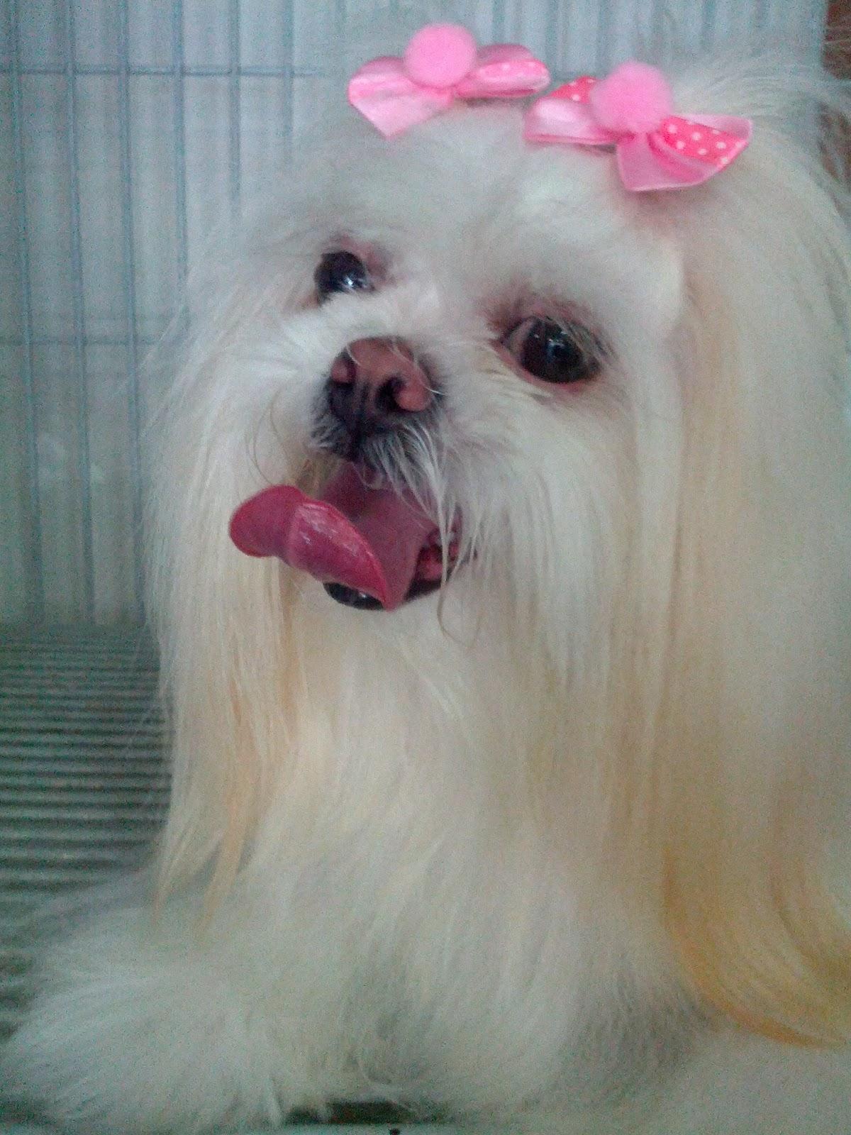 Queen Pet - Foto 5