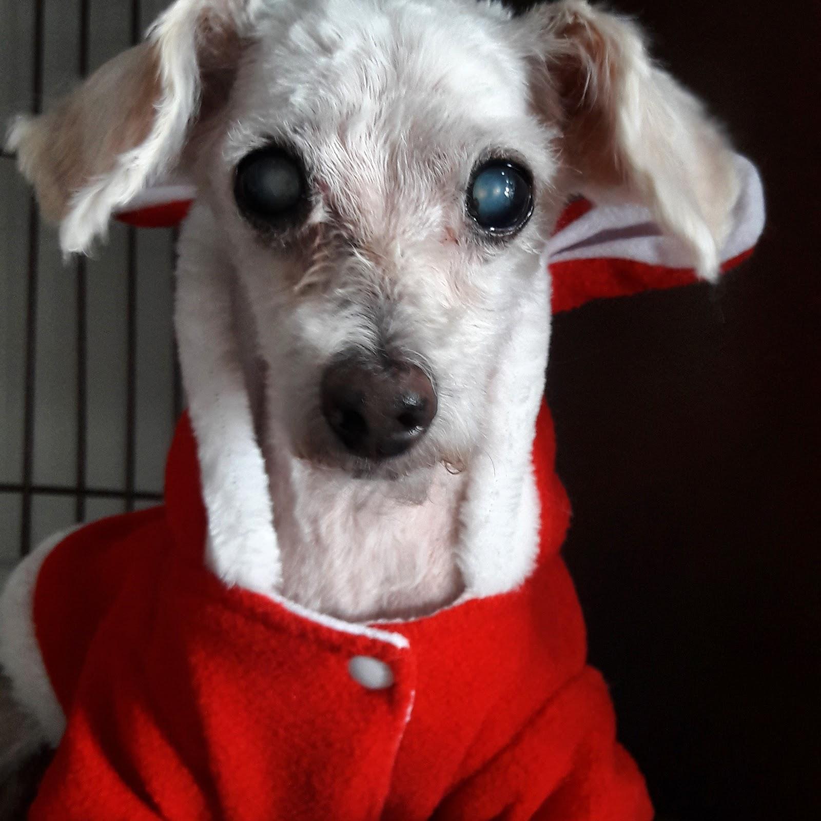 Queen Pet - Foto 4