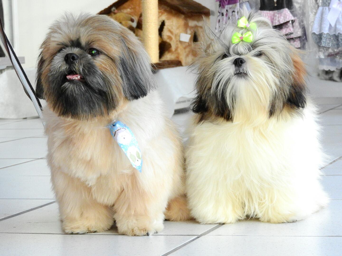 Pet 17 - Foto 3