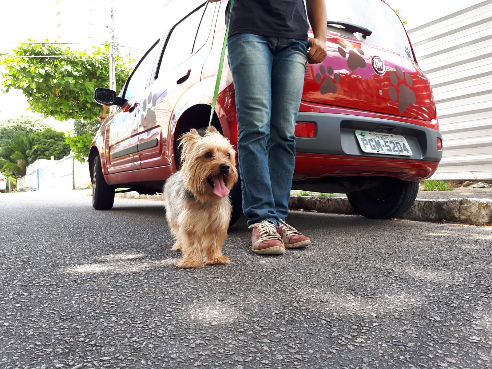 Pet 17 - Foto 4