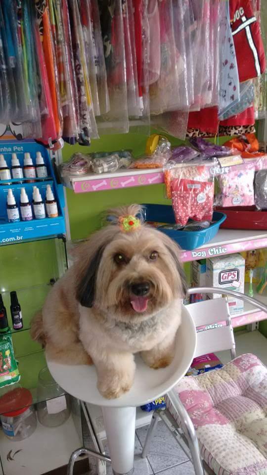 Dog Chic - Foto 5