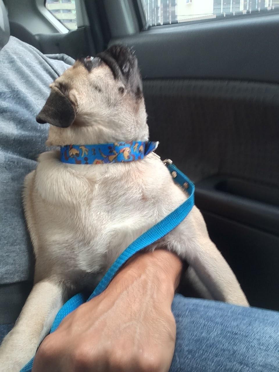 Bicho Mimado - Foto 2