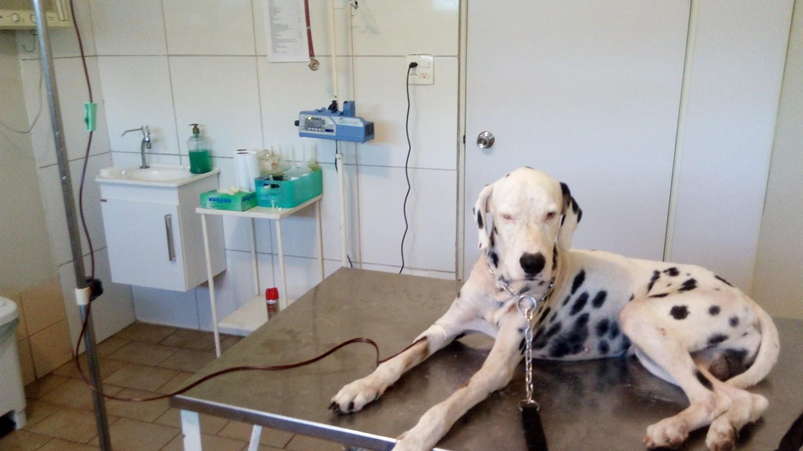 Fauna Veterinary Office - Foto 2