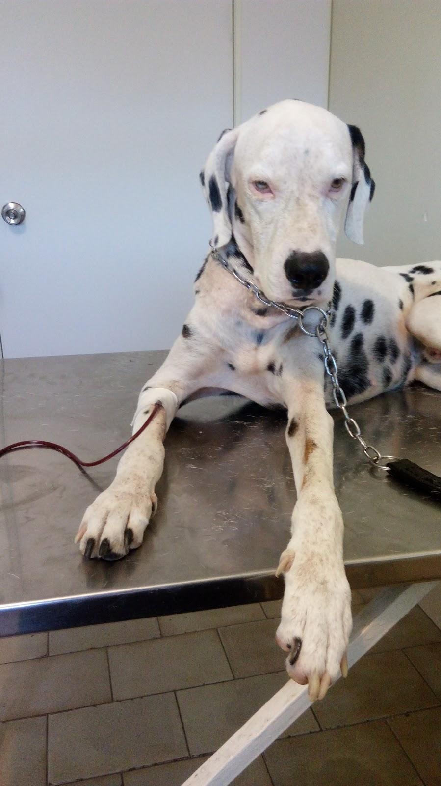 Fauna Veterinary Office - Foto 3