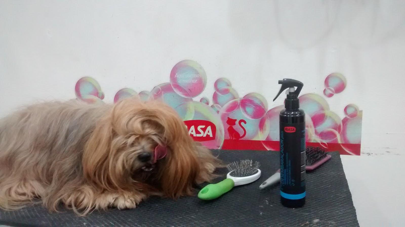 Bicho Dengoso - Foto 4