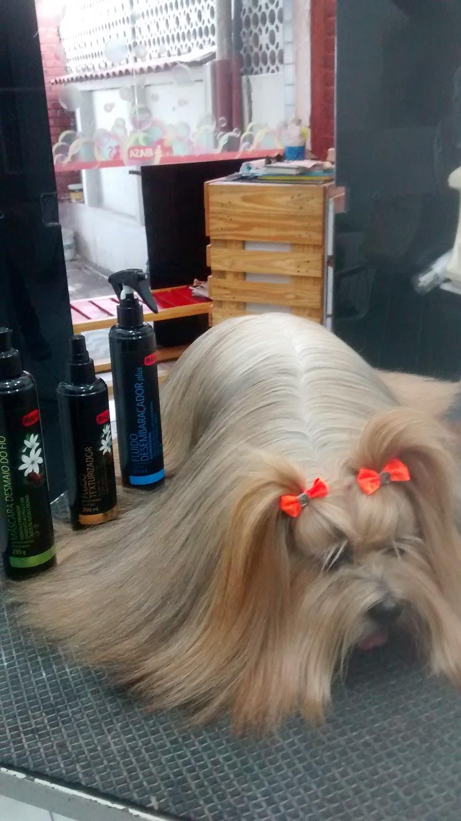 Bicho Dengoso - Foto 2