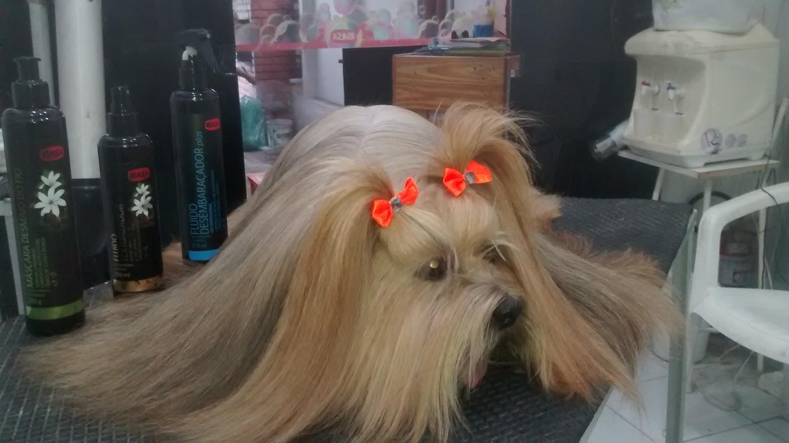 Bicho Dengoso - Foto 5