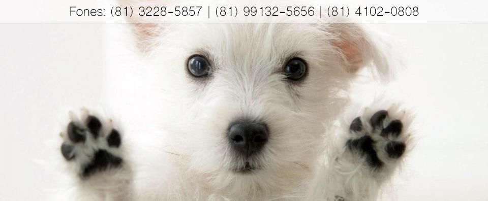 Veterinário 24 horas - Abel Assistência Animal