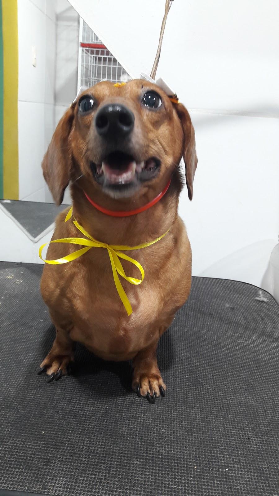 Elegance Estetica Animal