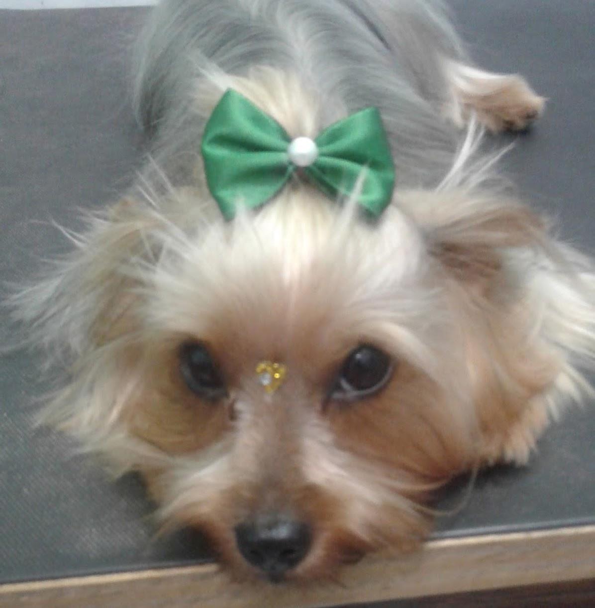 Exclusive Pet - Foto 3