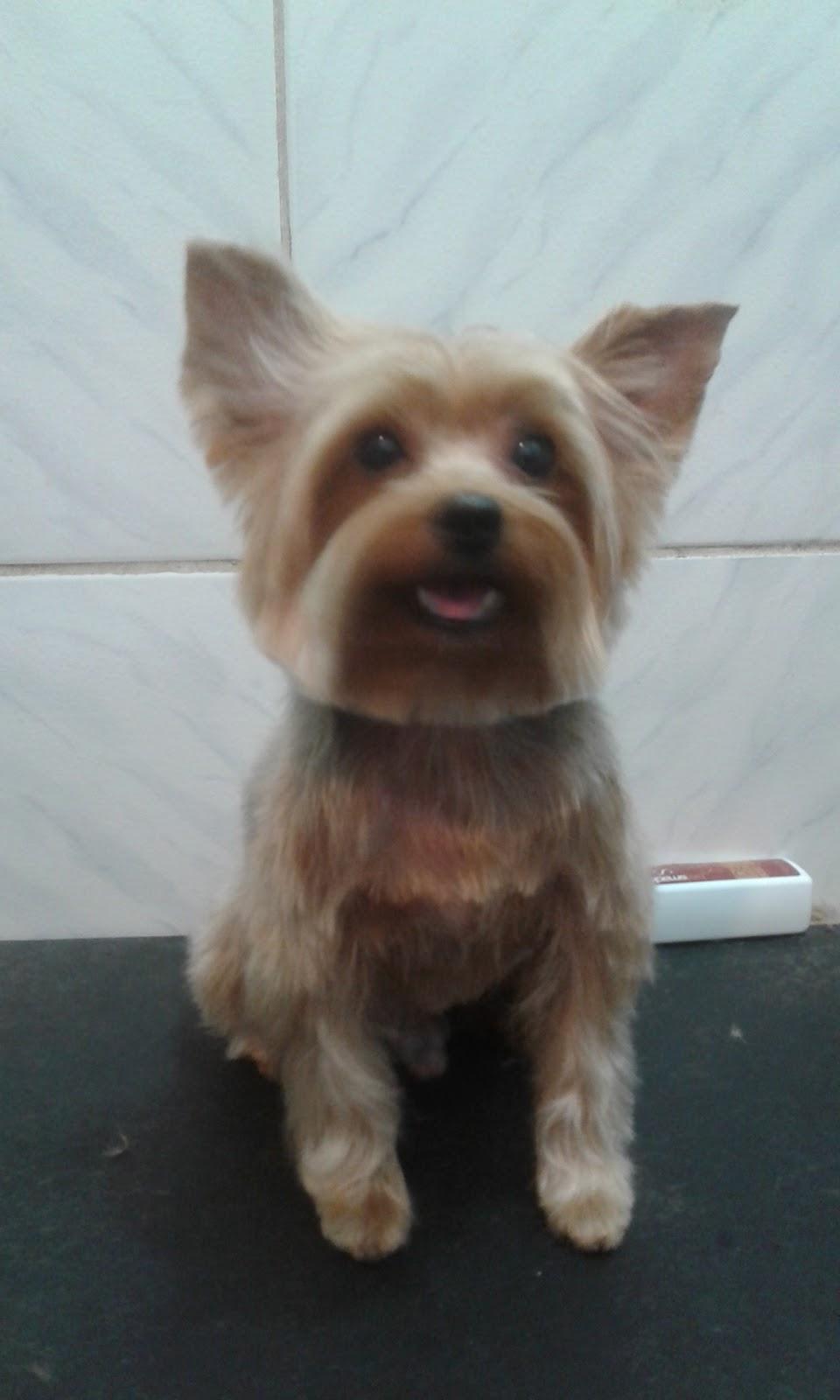 Exclusive Pet - Foto 2