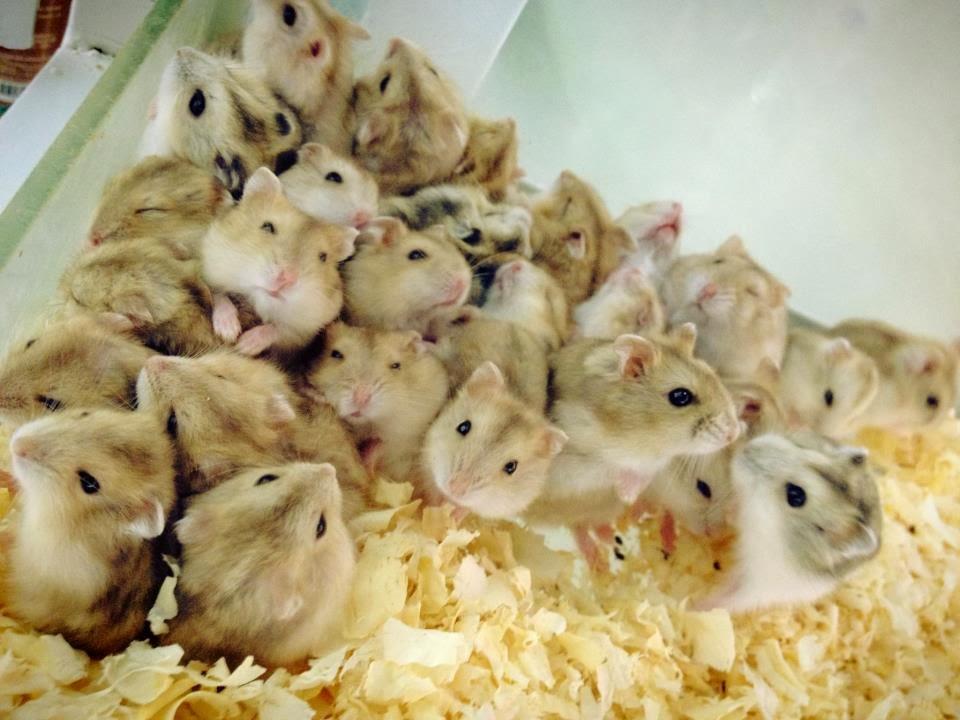 Cão Q Ri - Foto 5