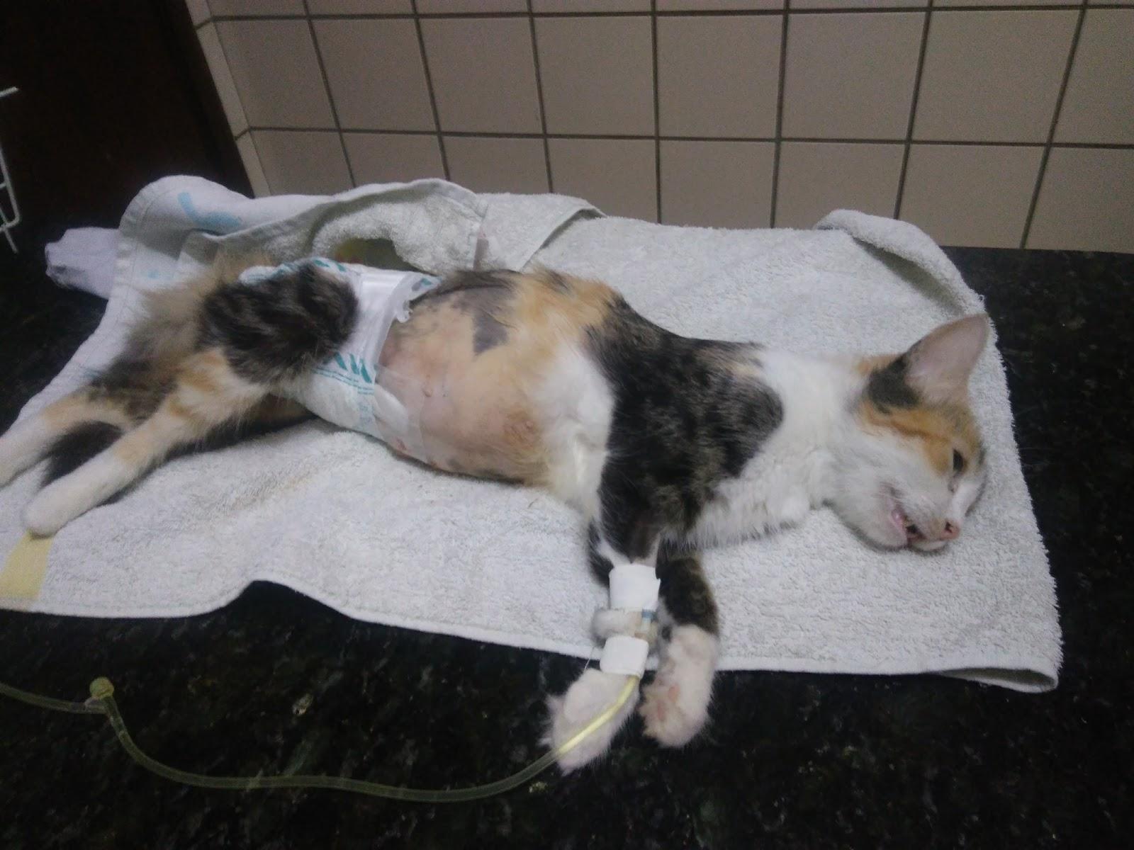 Dr. João Emilio Veterinário