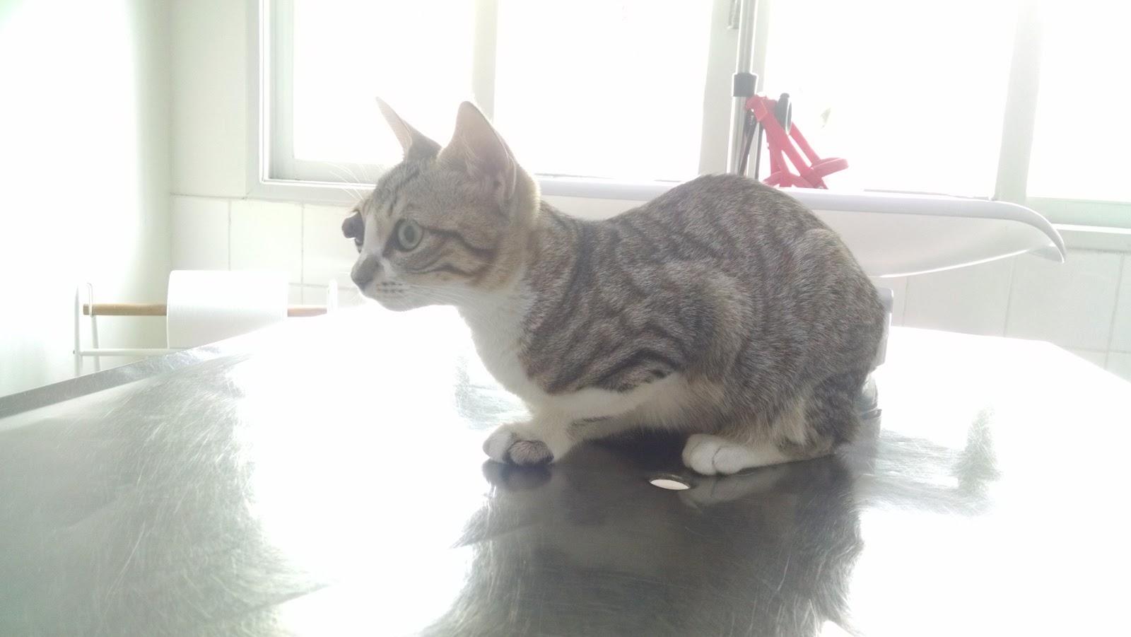 Unidade Veterinária: Dr. Maria do Carmo Mangueira