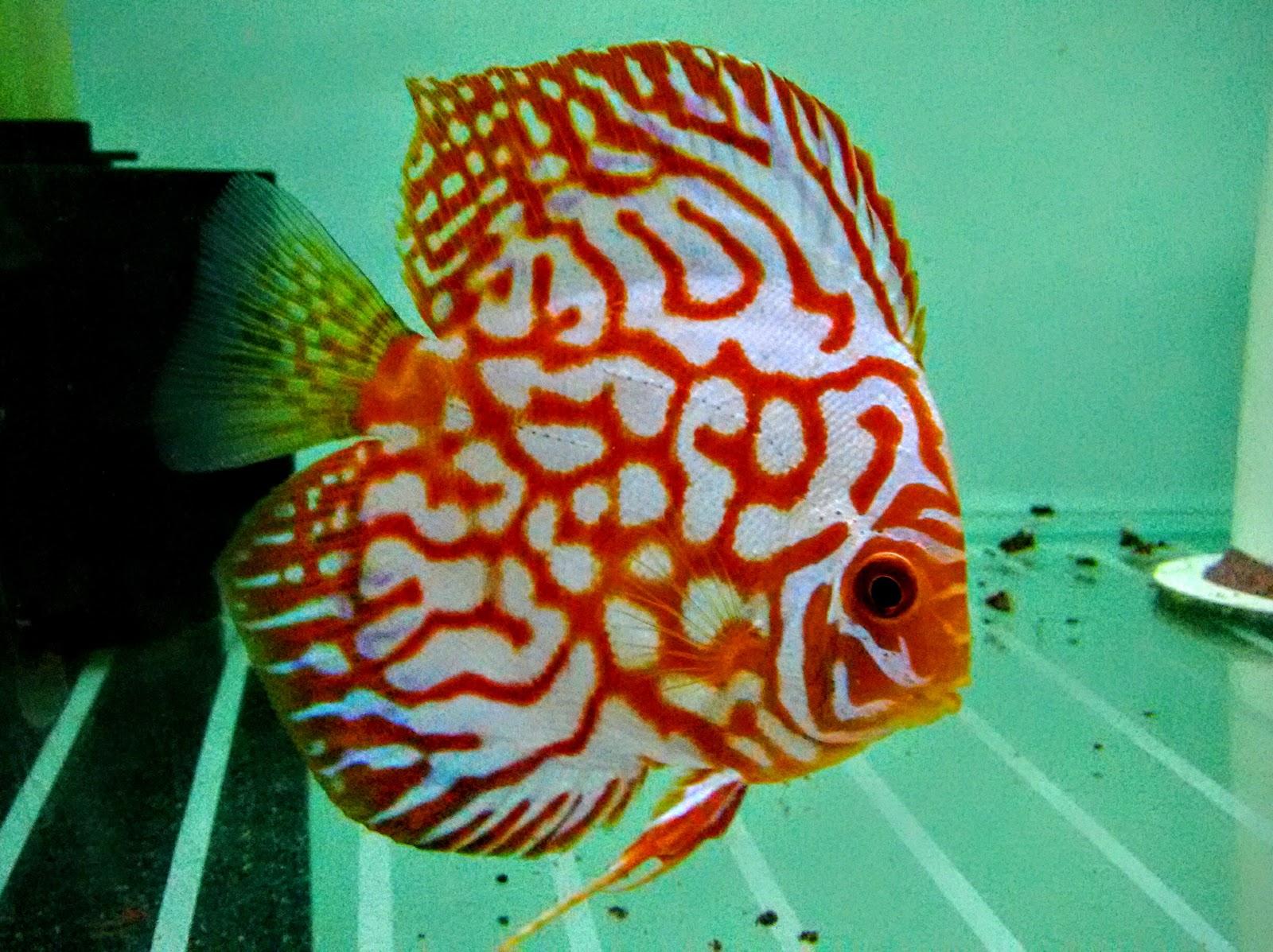 VK Discus - Foto 5