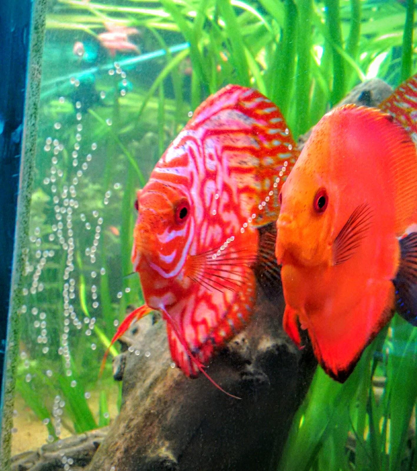 VK Discus - Foto 4
