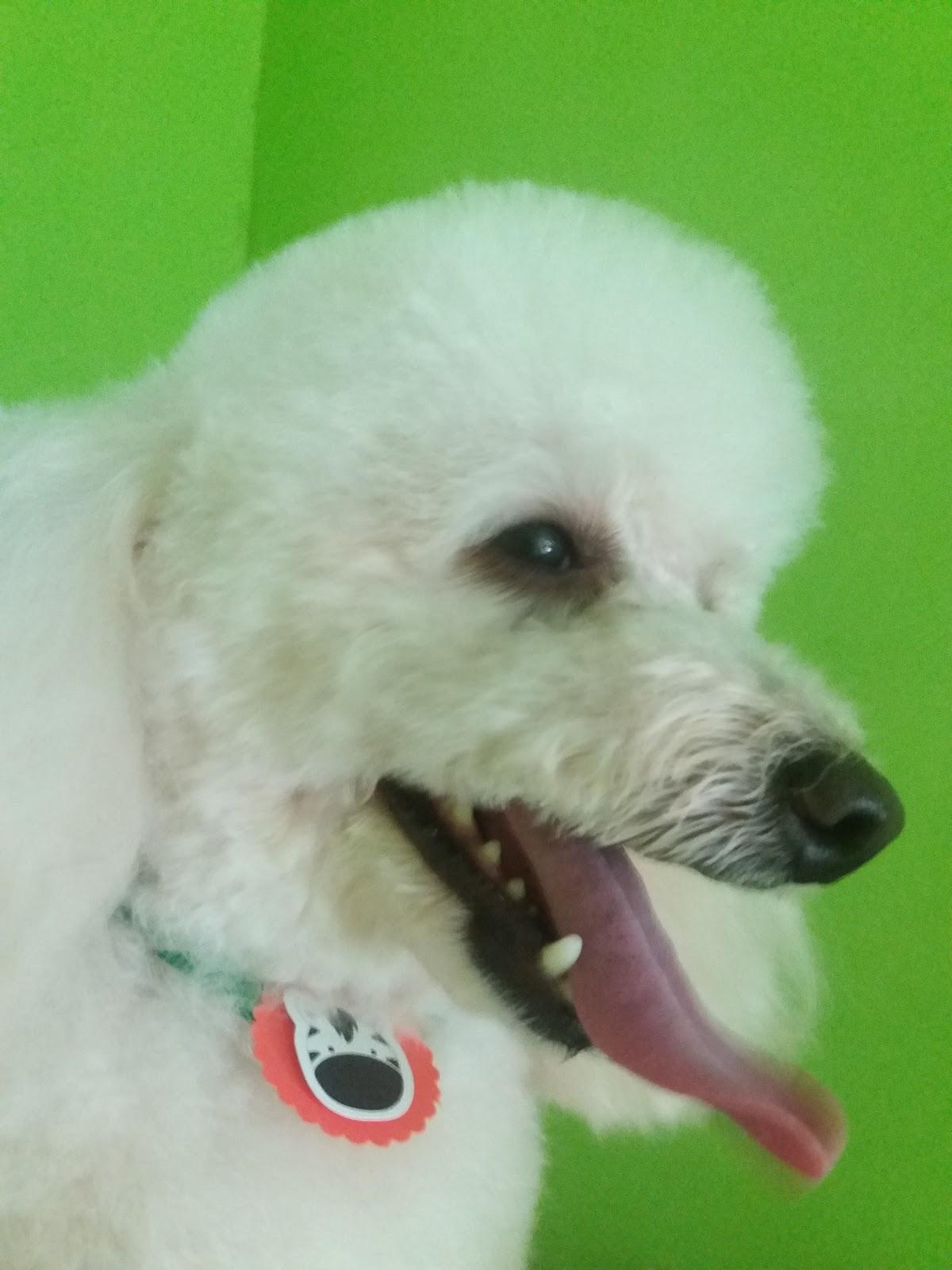 Pet Salon Suzana Lopes