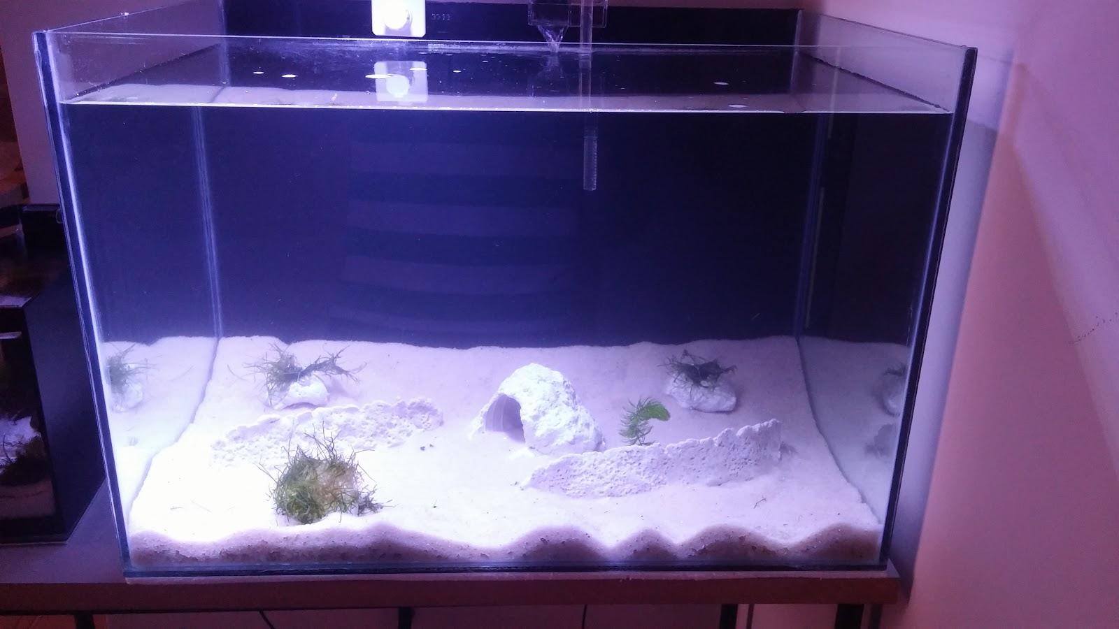 Pet Shop - Plimplimpet