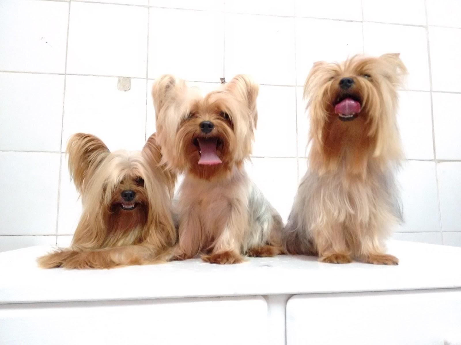 Veterinária São Lázaro (Clínica e Petshop)