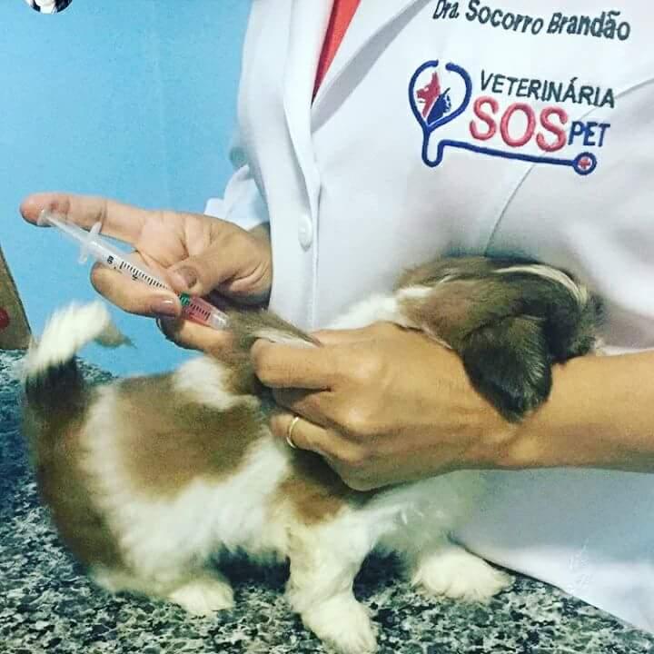 SOS Pet - Foto 4