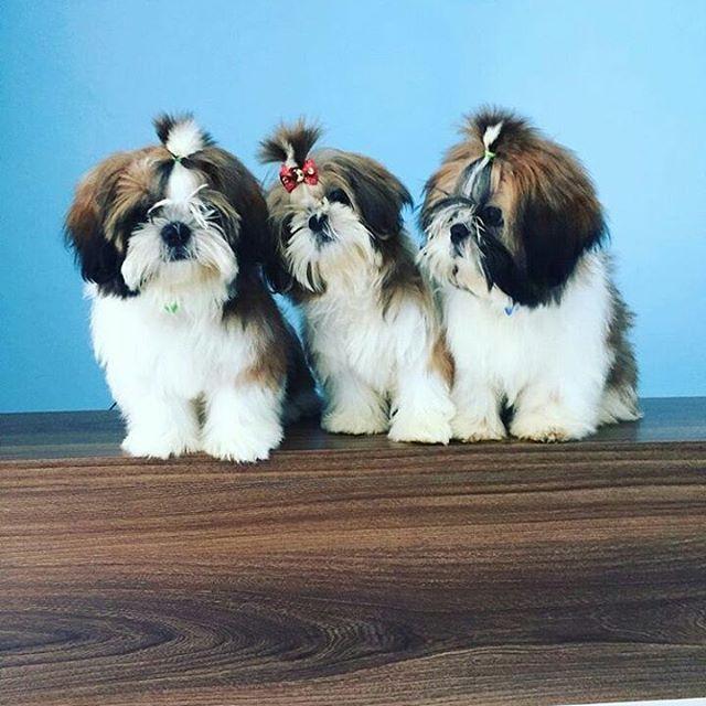 SOS Pet - Foto 3