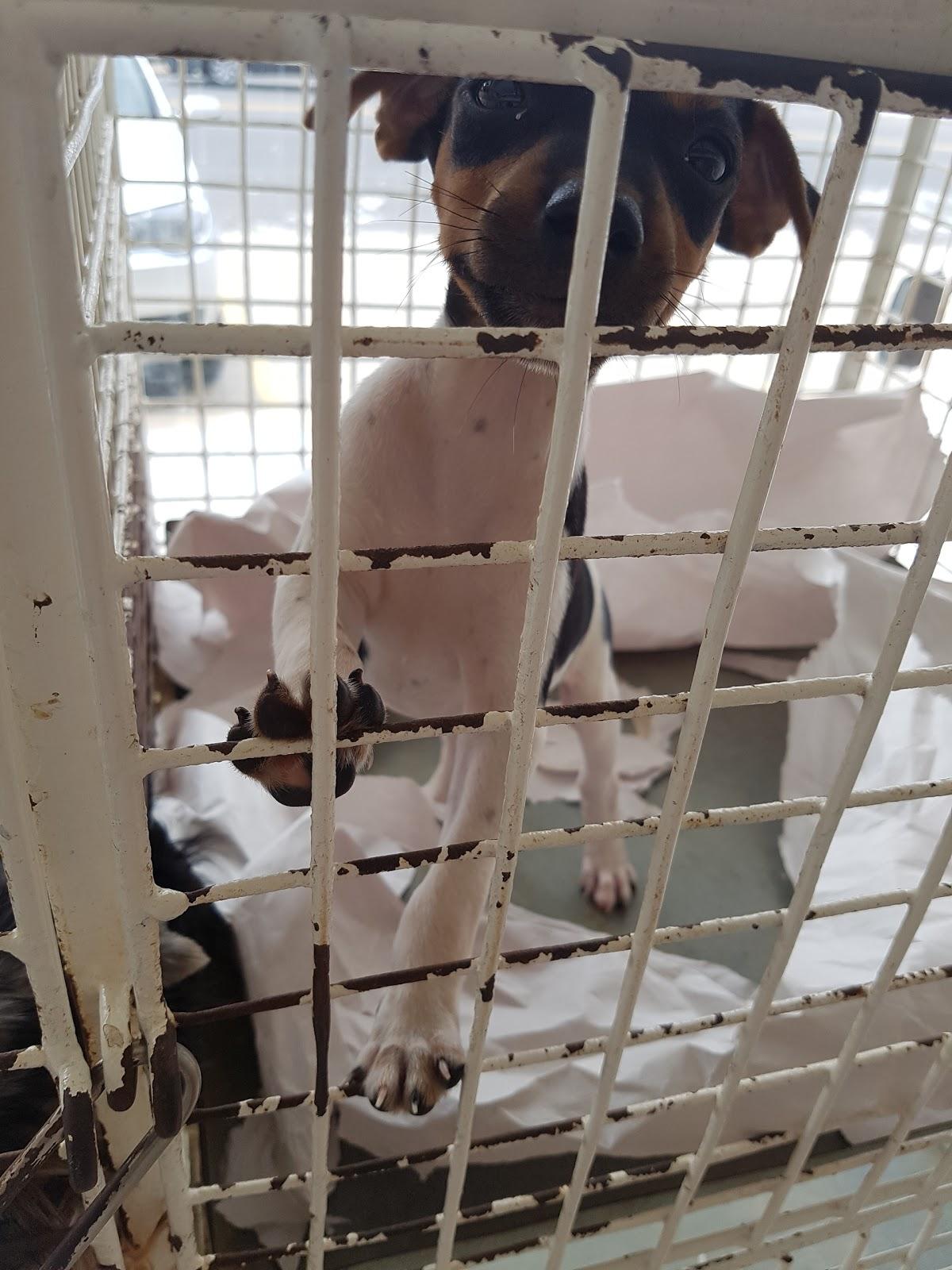Cão de Ló - Foto 2