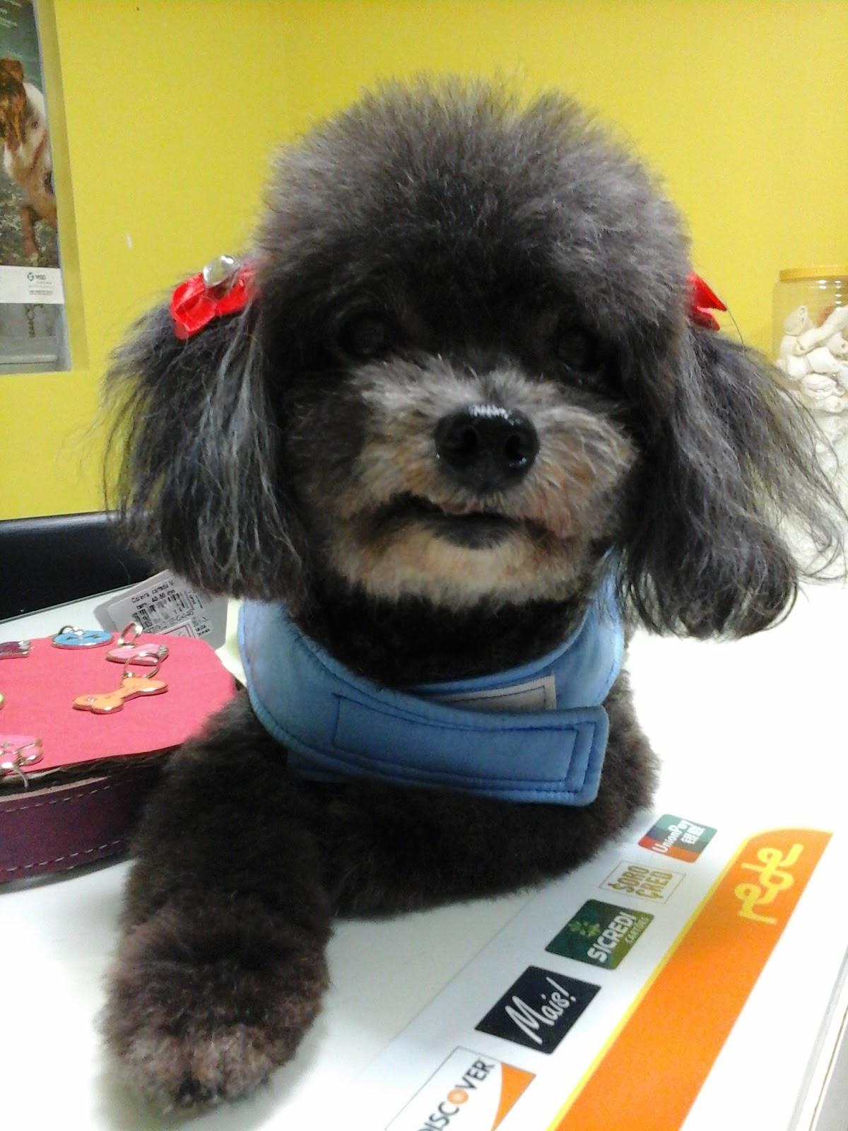 Cão de lo - Foto 3
