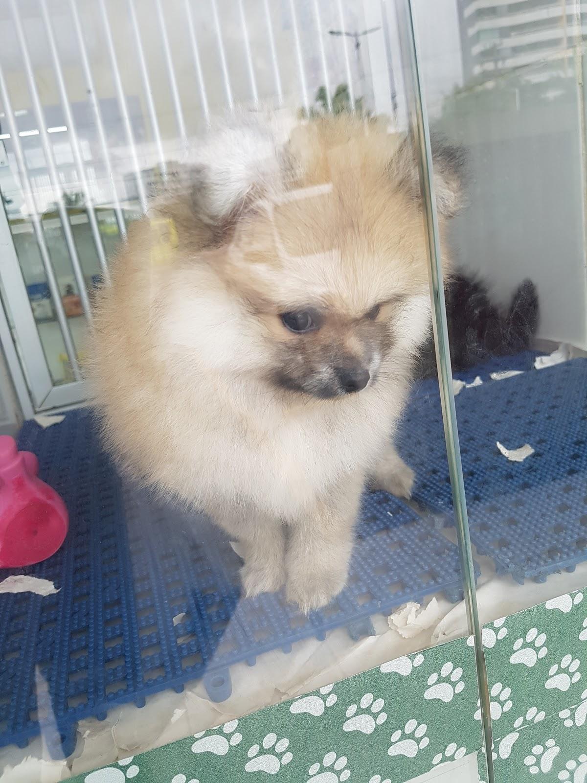 Cão de lo - Foto 5