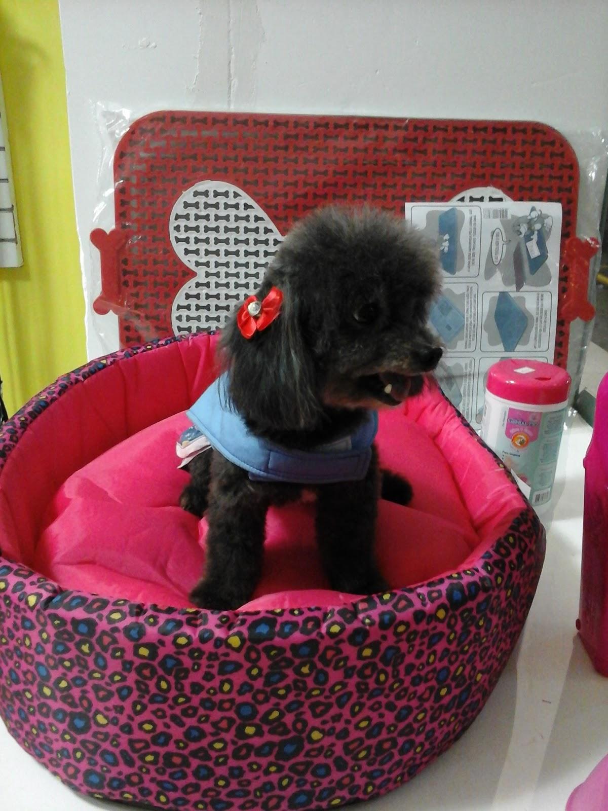 Cão de lo - Foto 2