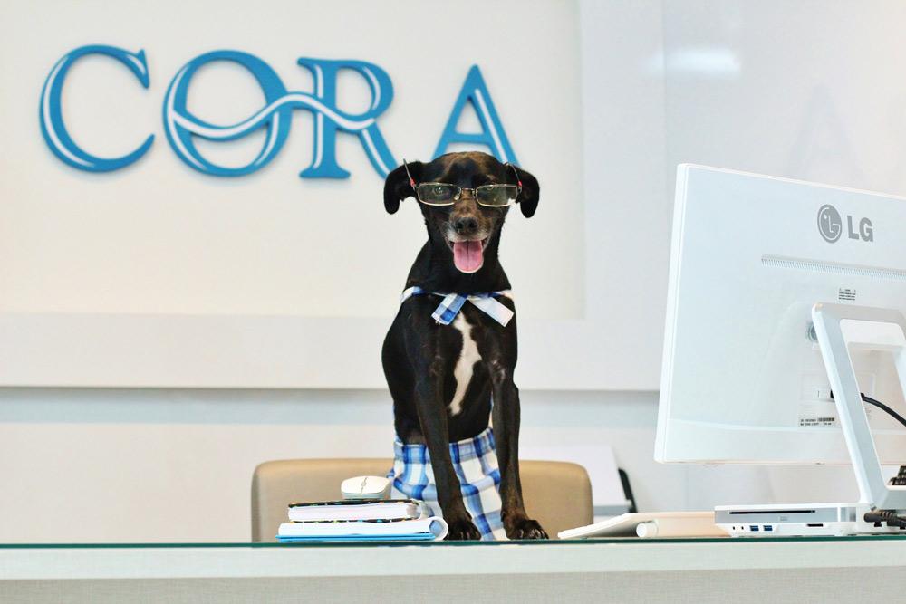 CORA - Centro de Obstetrícia e Reprodução Animal - Foto 3