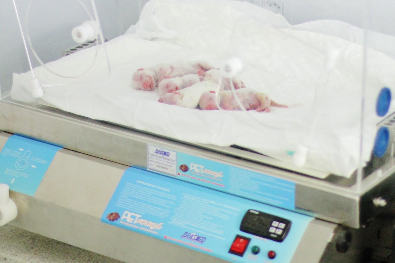 CORA - Centro de Obstetrícia e Reprodução Animal - Foto 4