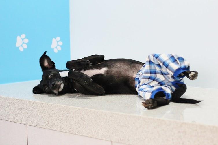 CORA - Centro de Obstetrícia e Reprodução Animal - Foto 5