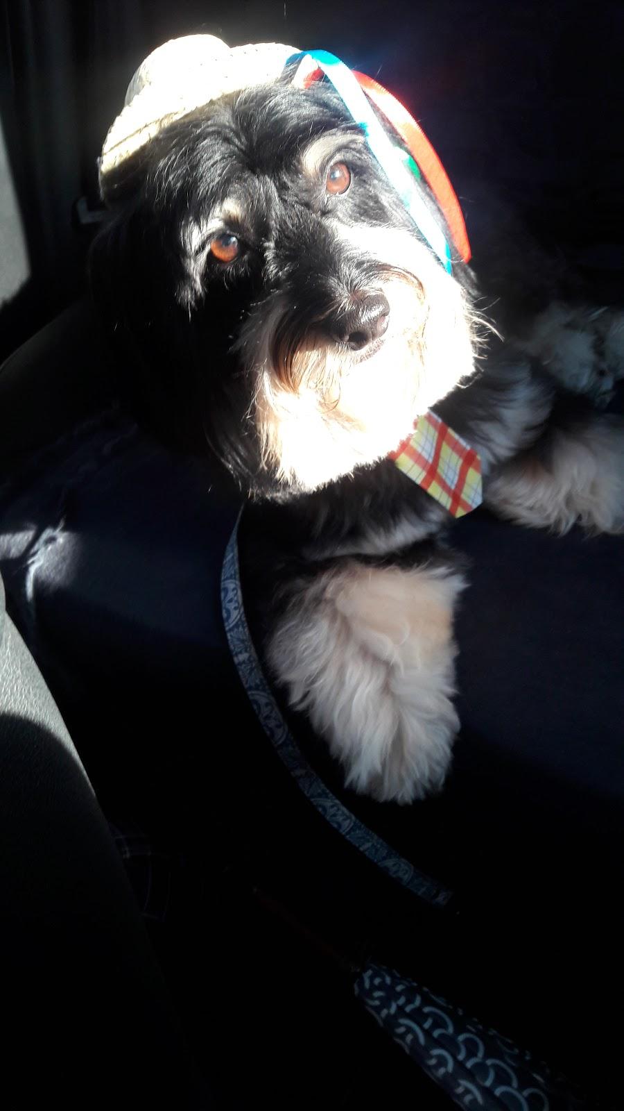 Pet Stop - Foto 4